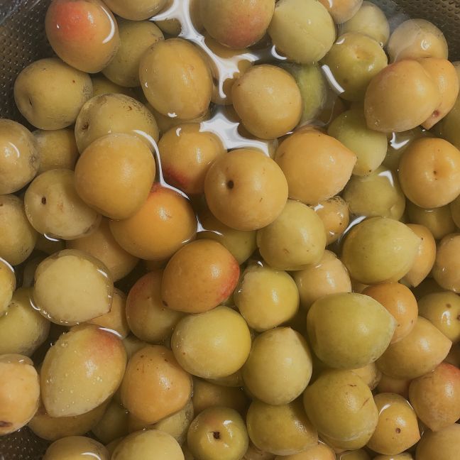 沖縄県金武産の無農薬梅　屋嘉梅園 